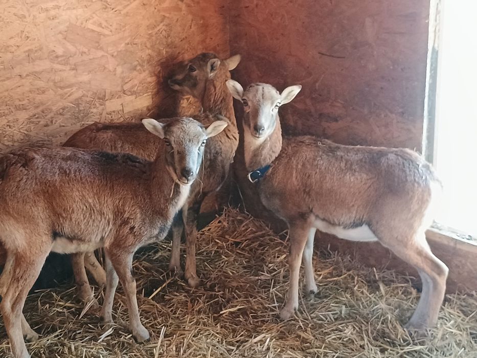 Muflony/owce/kameruńskie/