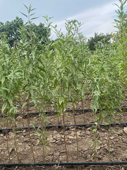 Подвой миндаля горького