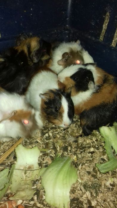 морские свинки, малыши