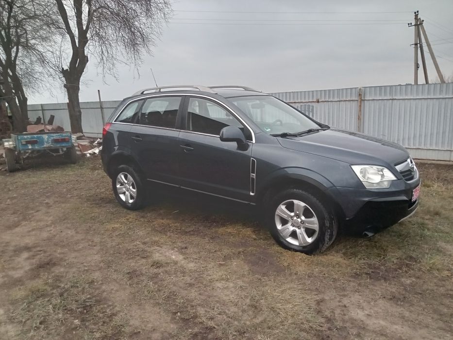 Свіжопригнана антара без підкрасів