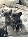 Chihuahua mini szczeniaczek długowłosy