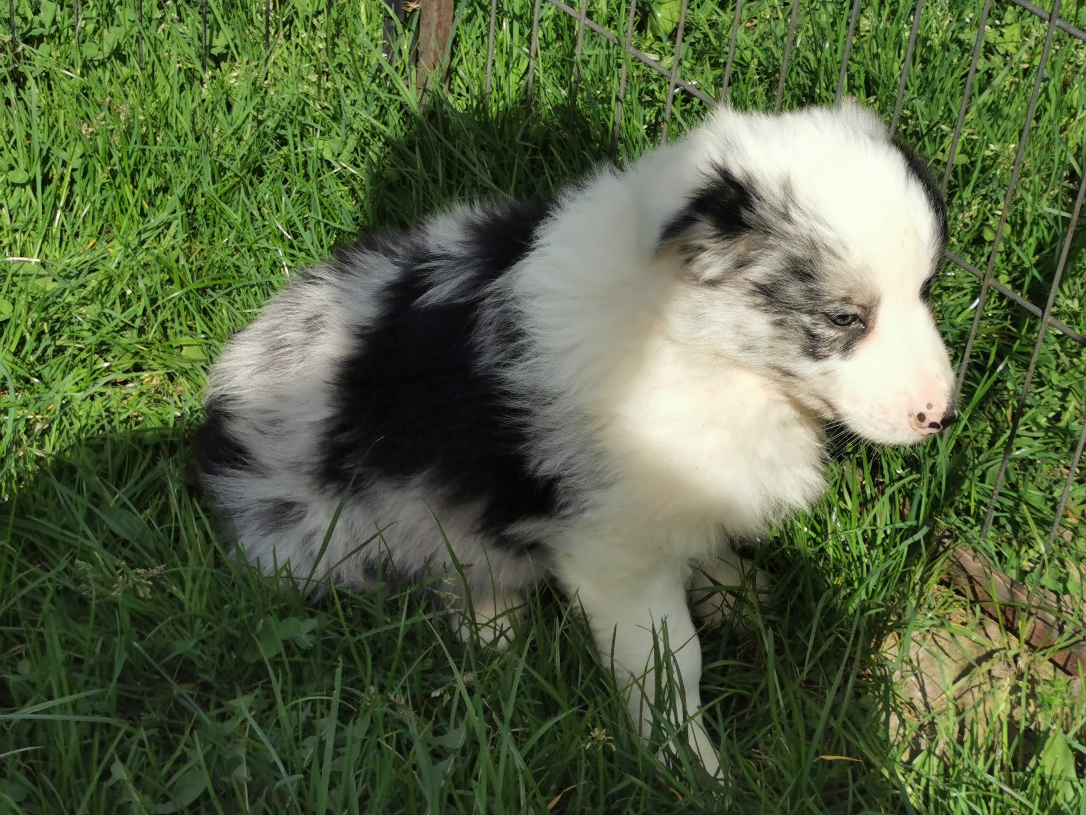 Border Collie piesek szczeniak