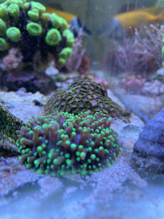 Rhodactis Ultra Fluo Green