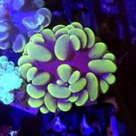 Ogromna i sliczna Fluo Plerogyra Bicolor Ciekawa FLUOLAMPS WYSYLKI
