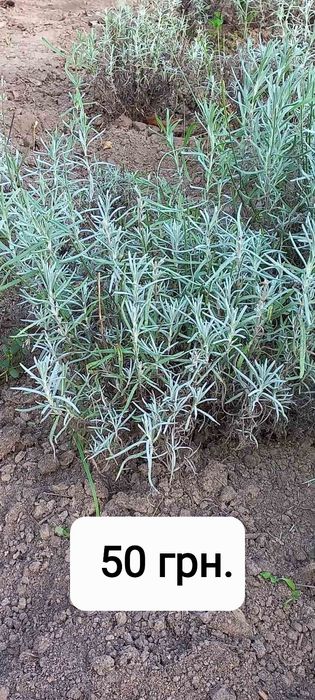 Лаванда вузьколистна