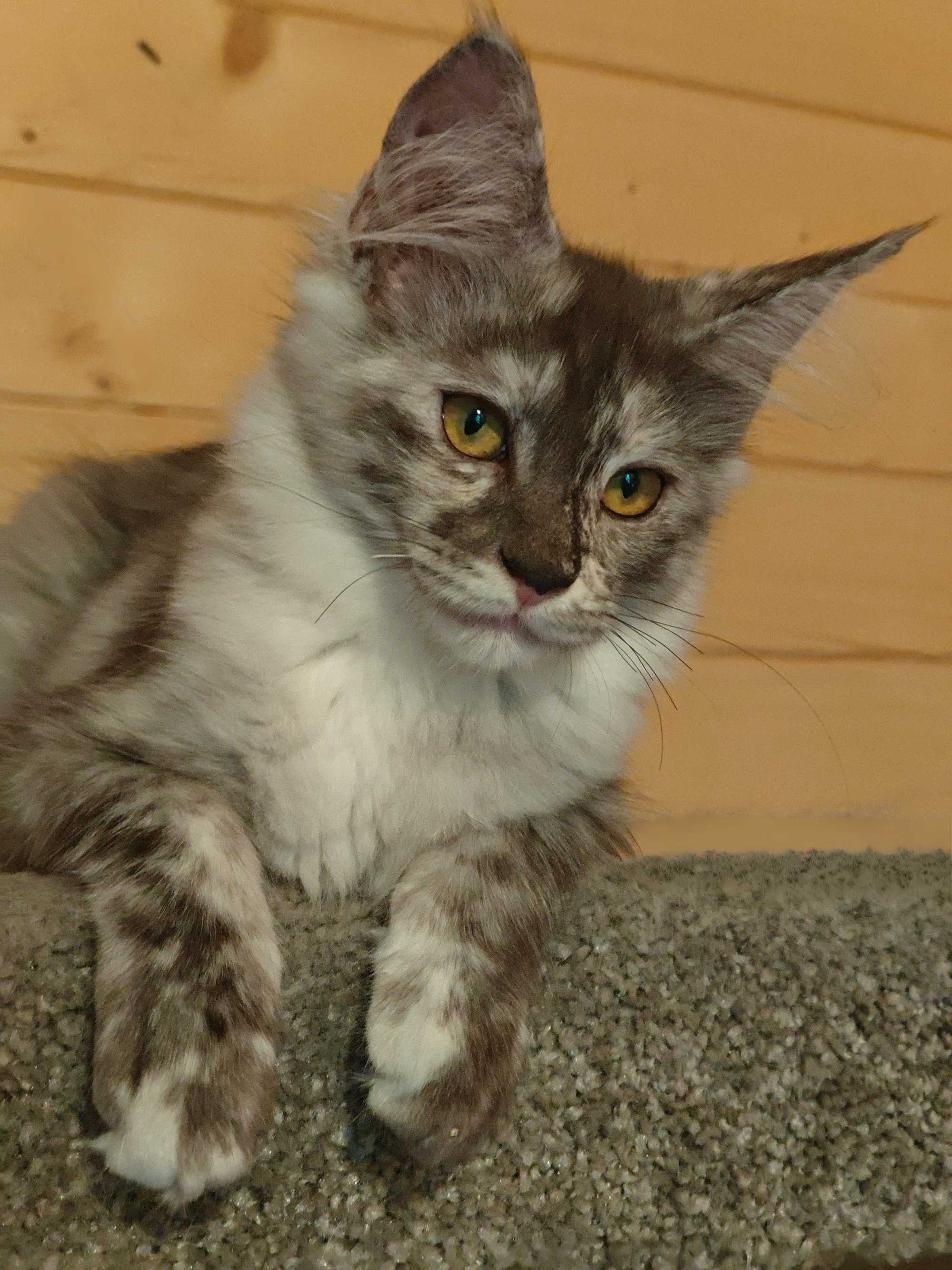 Kocięta Maine coon Mco fpl ccf srebrne dymne niebieskie