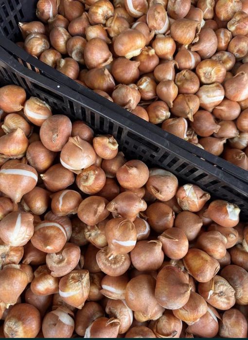 Продам луковиці тюльпанів для вигонки! Преміум якість • Голландія