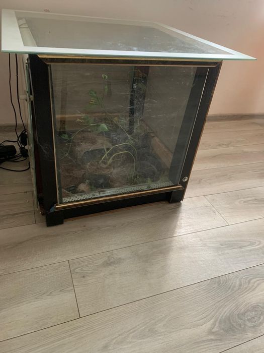 Ptasznik olbrzymi + terrarium