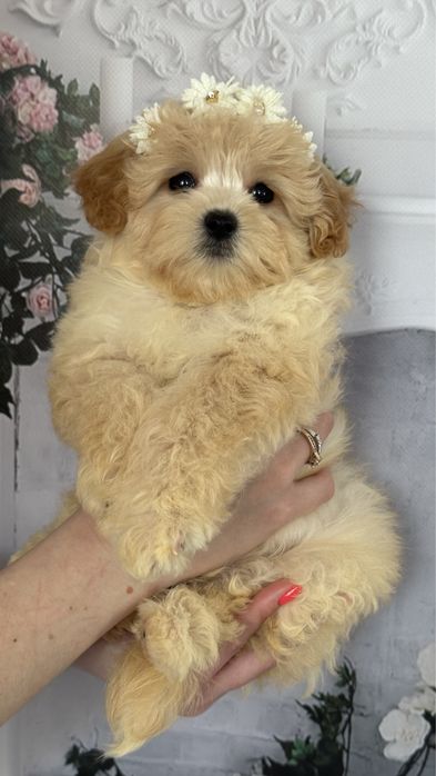 Дівчинка мальтипу ф1, міні