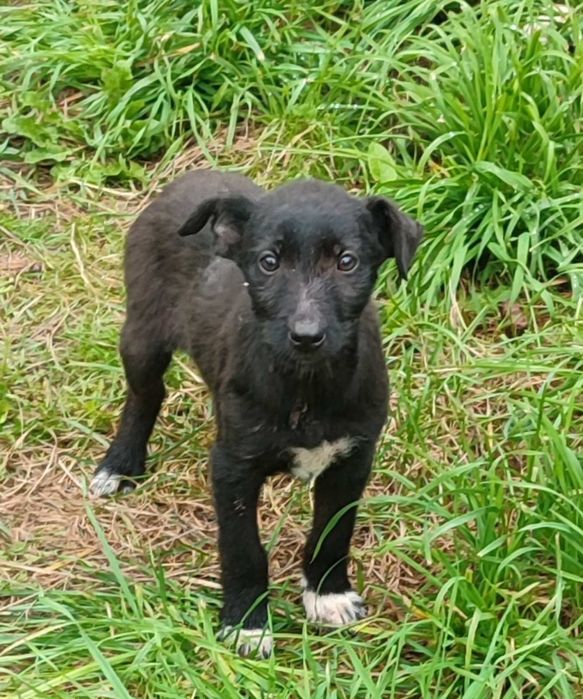 Цуценята дівчатка 3 міс безкоштовно