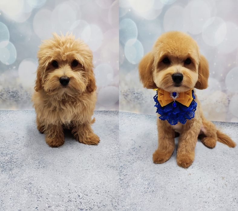 Работаю!!! Стрижки котов и собак, чистка зубов ультразвуком