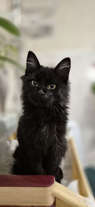 Отдам в добрые руки котят Одесса