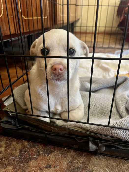 Маленька красуня шукає сім‘ю