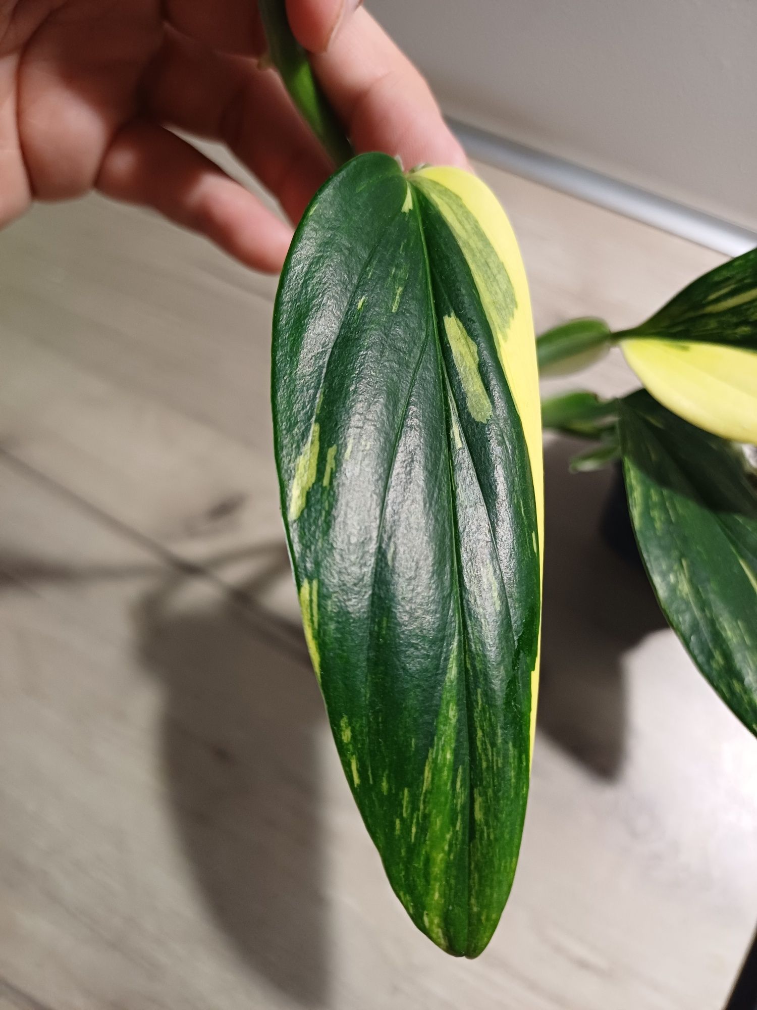 Monstera standleyana Yellow/ cobra Yellow