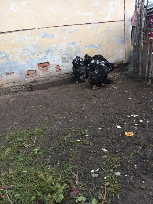 Півень конінхін мармуровий.