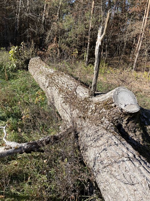 Topola w stanie okraglym