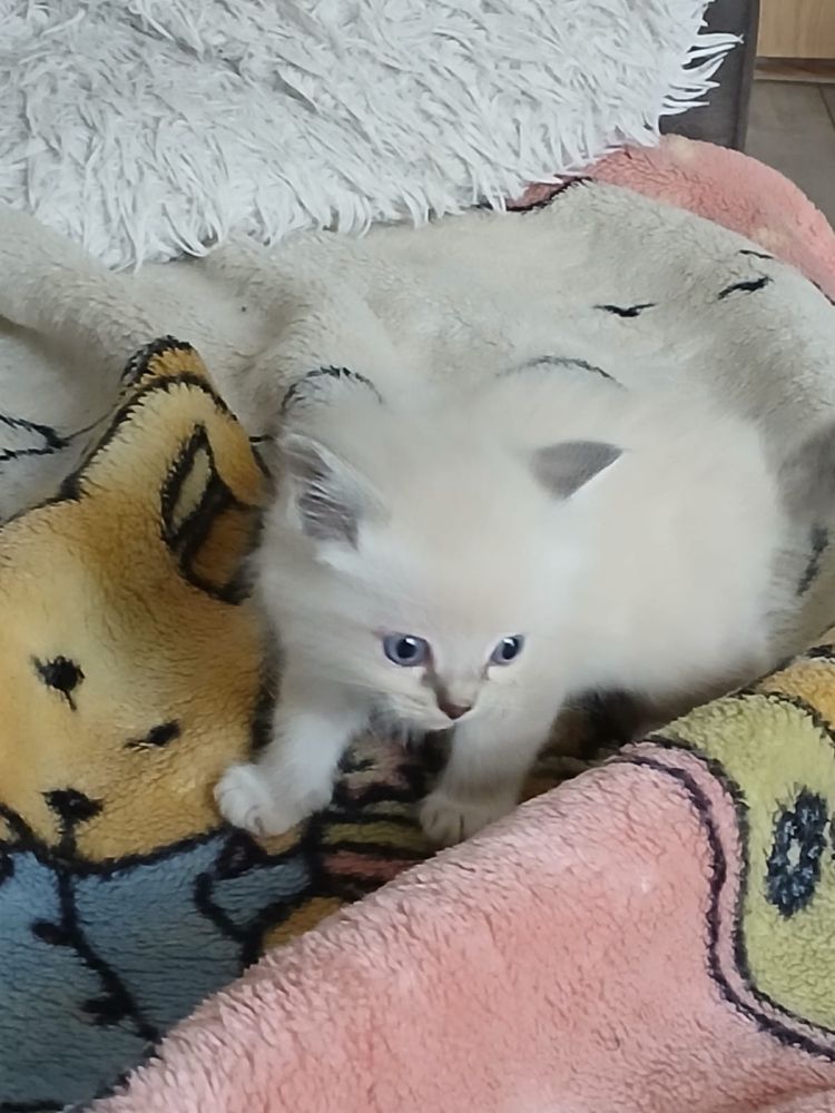 Ragdoll śliczna kotka