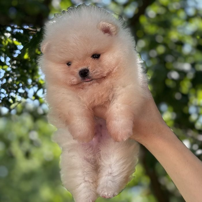 ляльковий Ведмедик шок классу