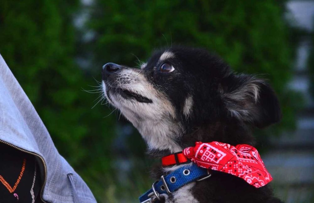 Uroczy , radosny , malutki Grzybek - kto pokocha?