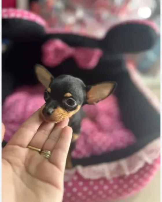 Pincher miniatura qualidade