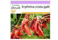 SAFLAX - Árvore de coral - 6 sementes - Erythrina crista galli