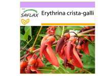 SAFLAX - Árvore de coral - 6 sementes - Erythrina crista galli