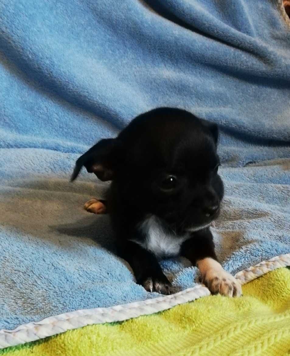 Chihuahua chłopiec