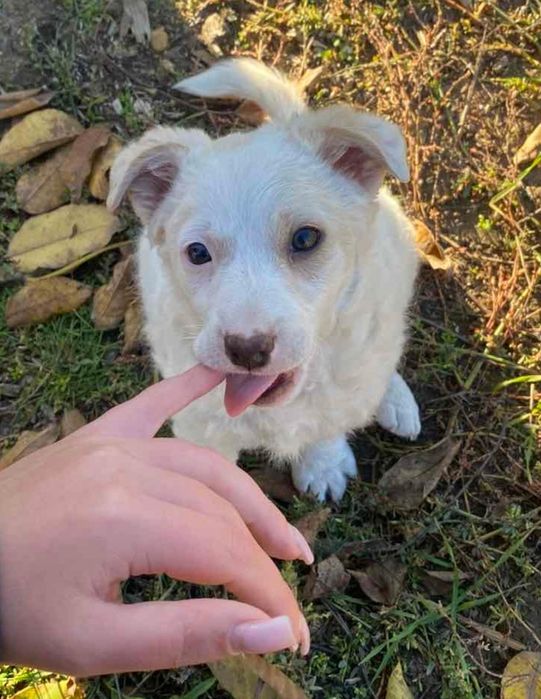 Отдам даром девочку