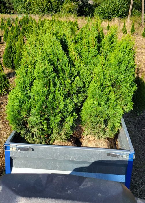 Tuje Tuja Szmaragd 120cm i inne Żywotnik własna szkółka transport