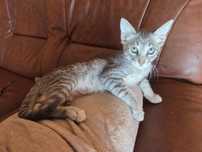 Temos uma gatinha para doar