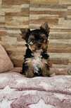 Yorkshire Terrier śliczny piesek york