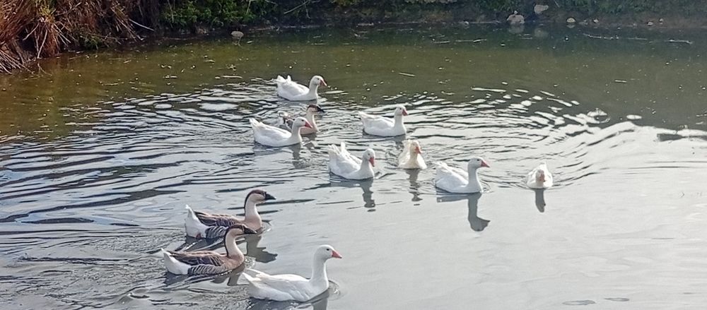 Kaczki francuskie i Gęsi