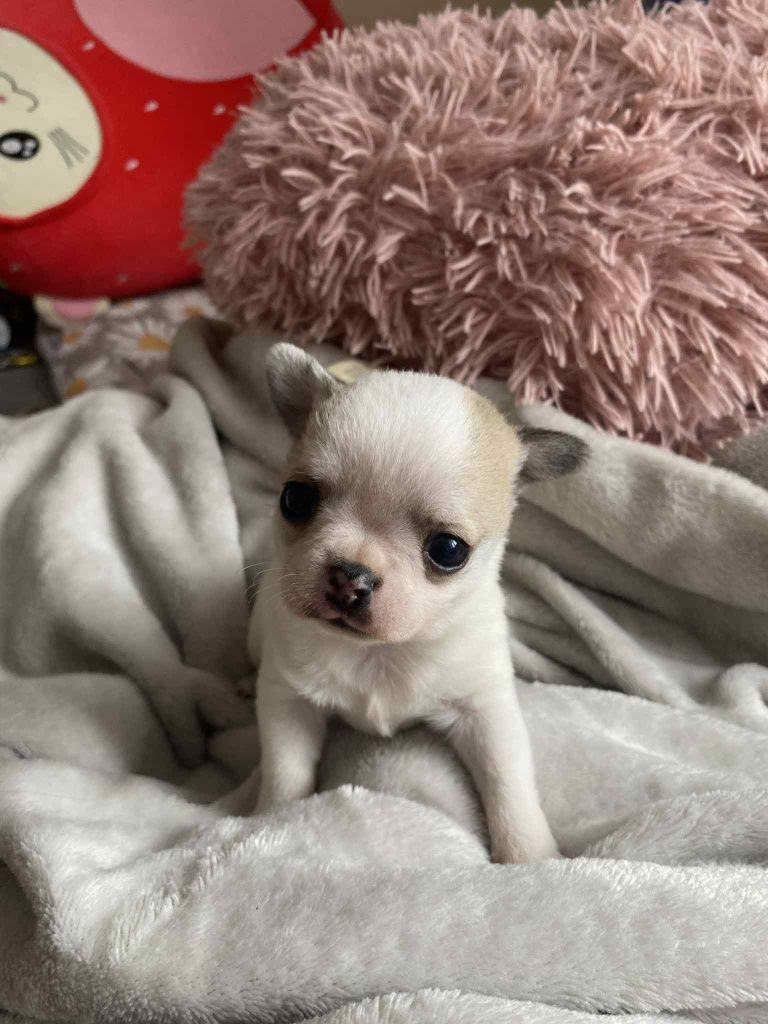 Chihuahua szczeniaczek