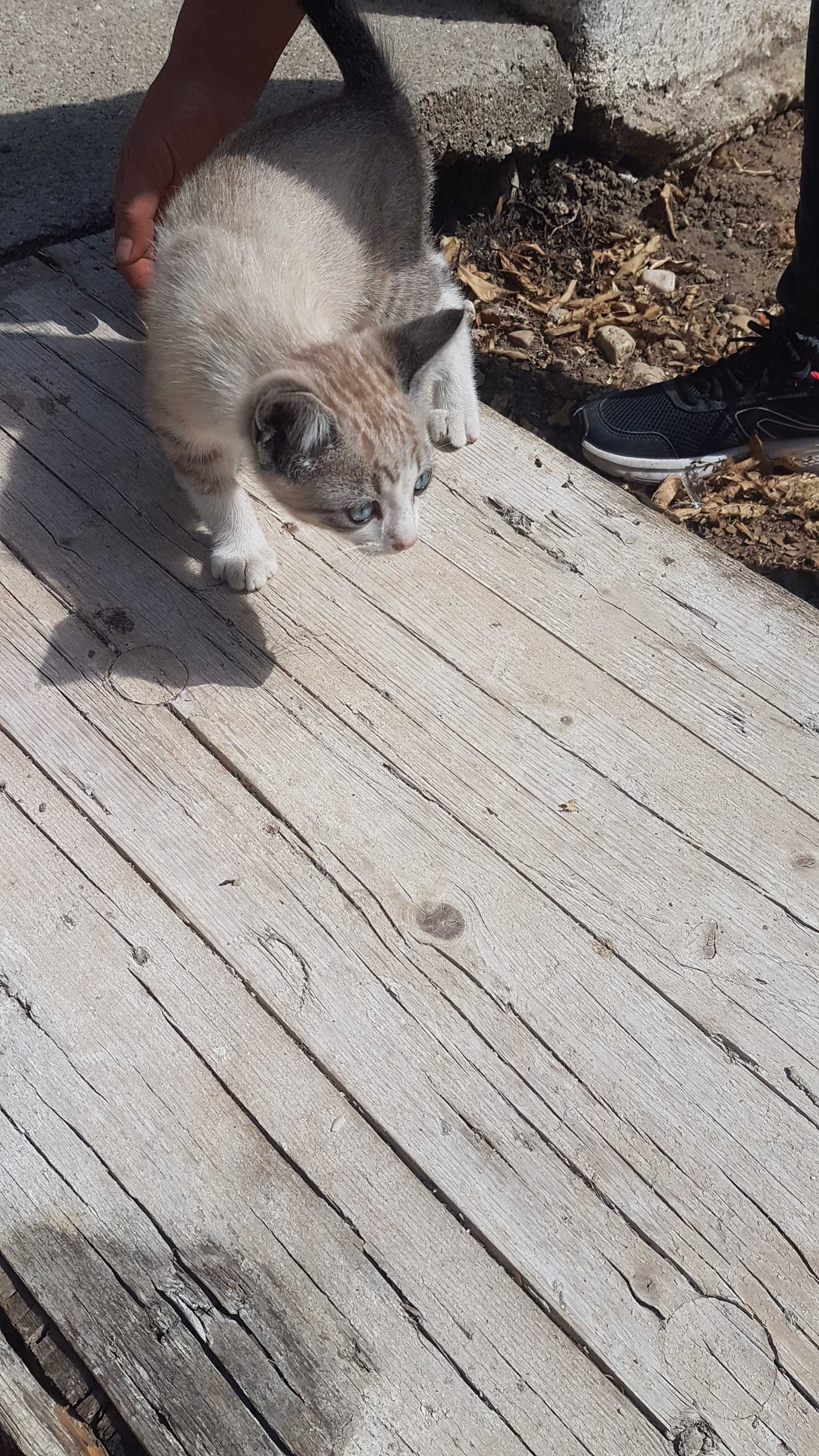 Dou 1 gatinho e 3 gatinhas  Para adoção séria e responsável.