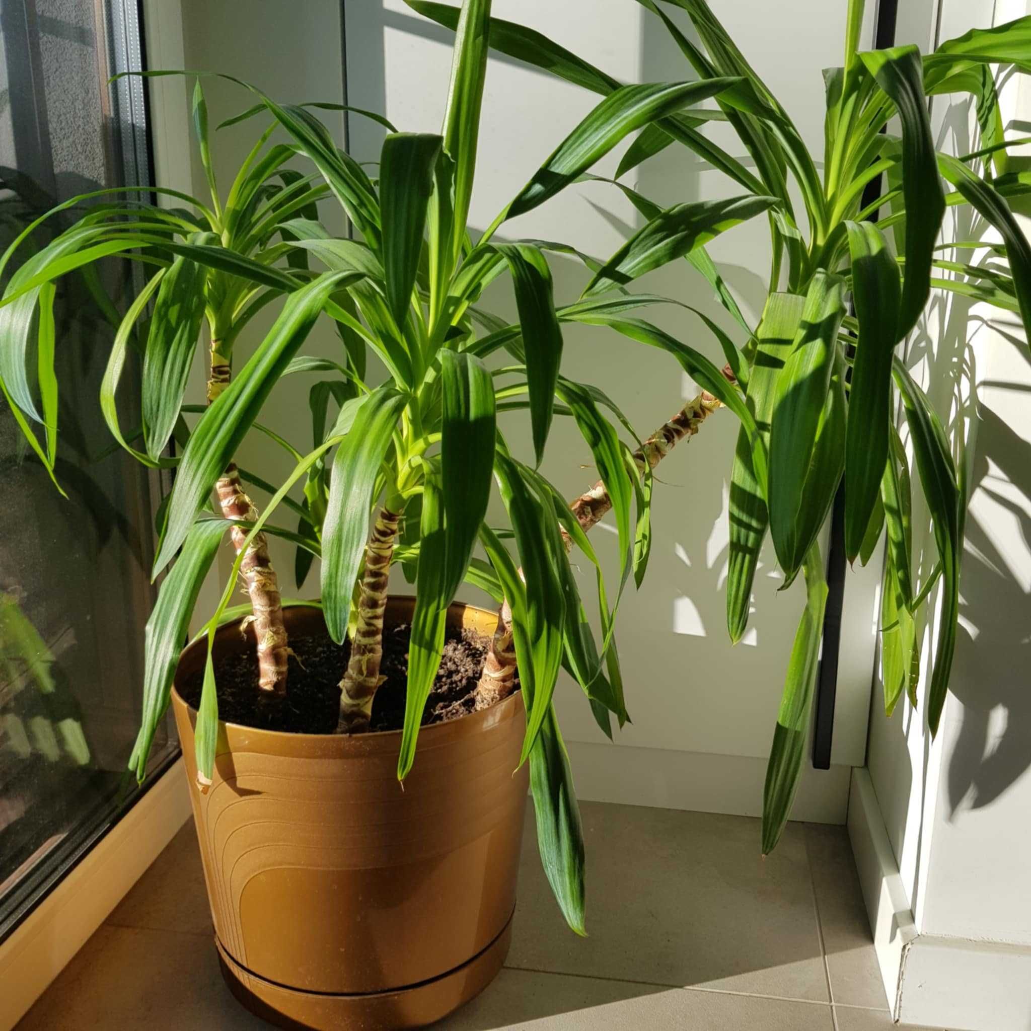 Juka/Yucca 90 cm - 4 sztuki w jednej doniczce