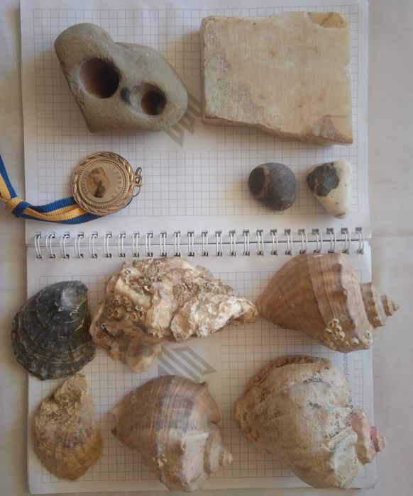 Продам мушлі морськи