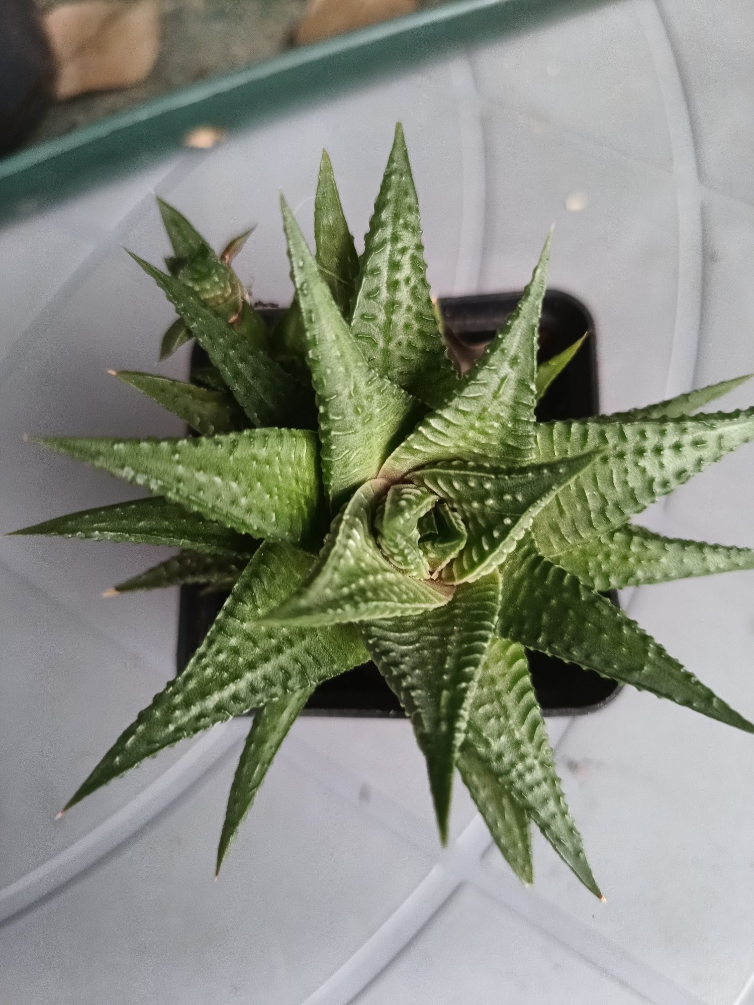 Haworthia limifolia