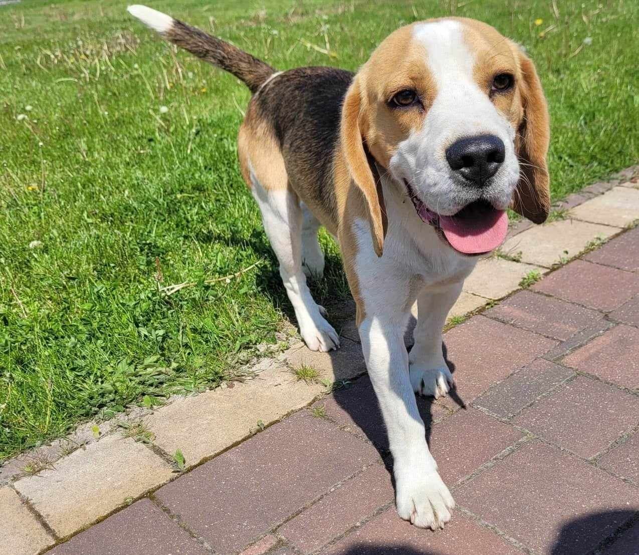 Szczeniak Beagle