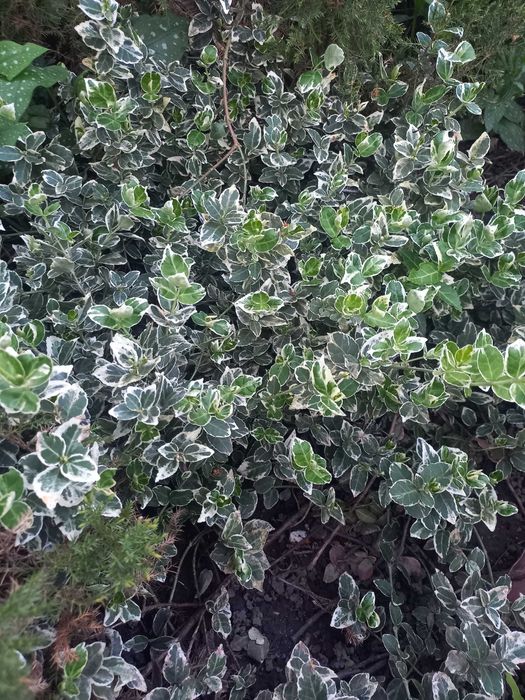 Бересклет, ялівець, самшит