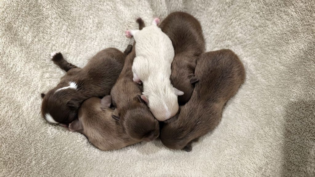 Zarezerwowana dziewczynka długowłosa Chihuahua ZKwP z wada zgryzu o ni