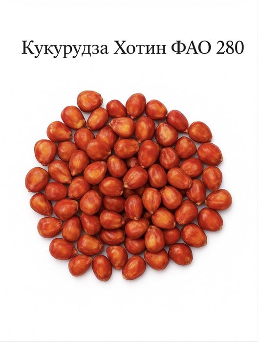 Хотин Кукурудза