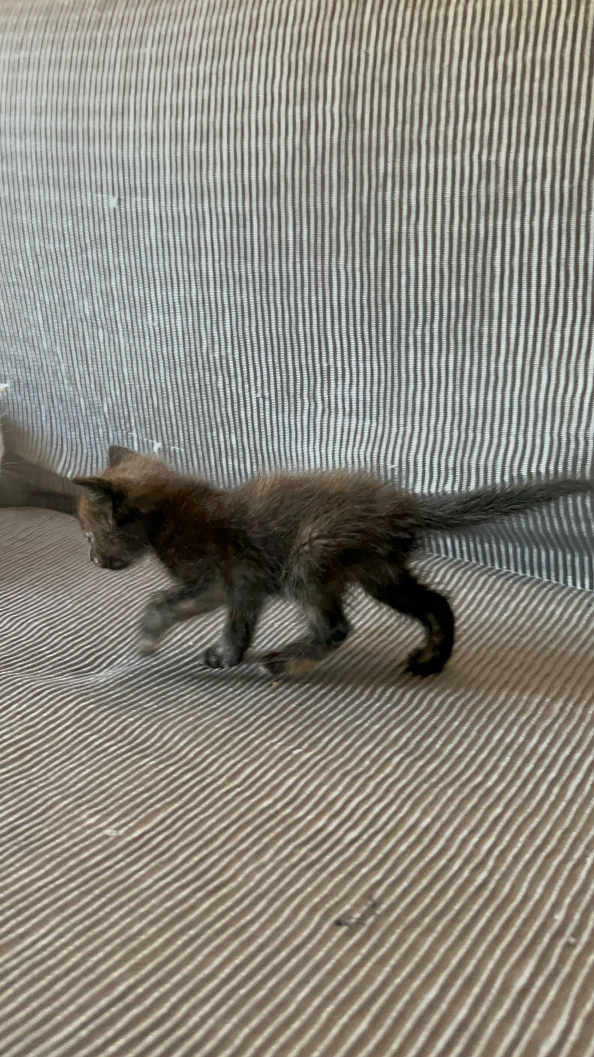 Gatinha bebé para adoção