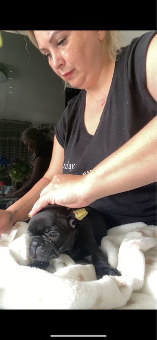 Дівчинка чорний солід без білого