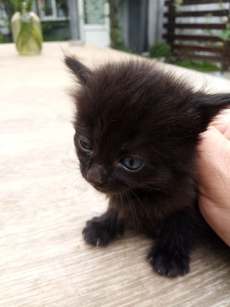 Котенята Безкоштовно