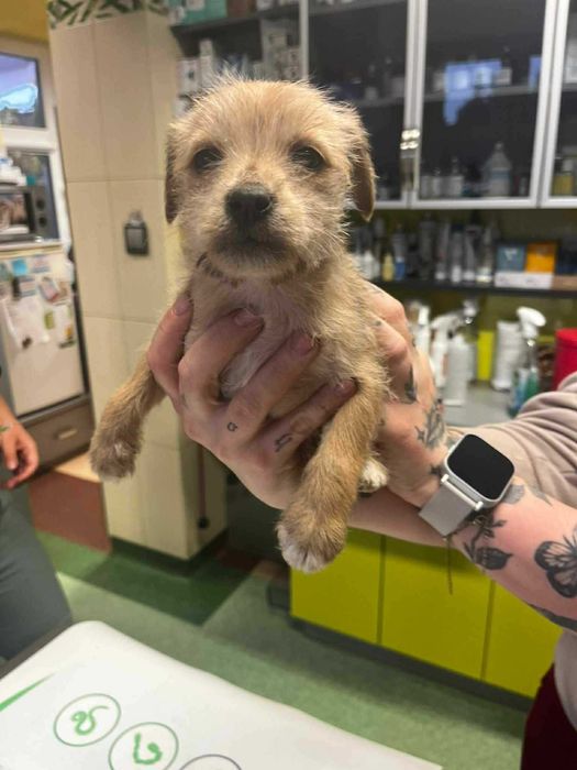 Śliczna szorstkowłosa sunia błaga o dom