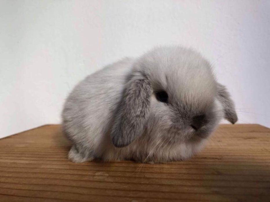 Mini lop do odbioru, mini lopy, karzełek teddy Poznań, miniaturka,