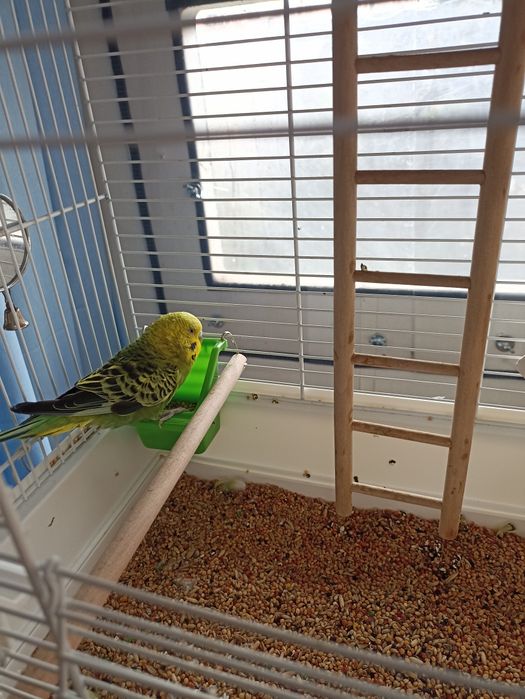 Papuga falista z klatką i wyposażeniem