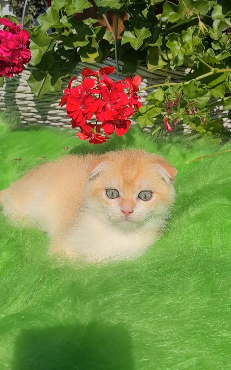 Очень красивый и ласковый золотая шиншилла