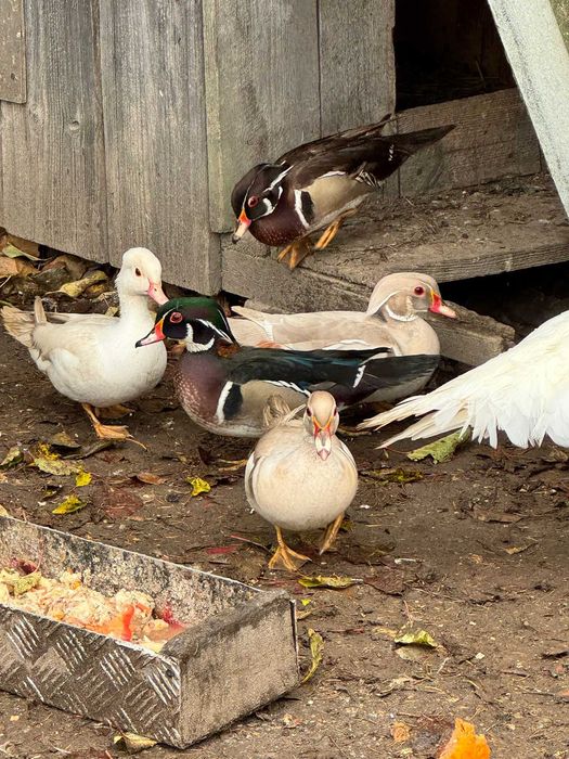 Sprzedam kaczki Mandarynki.