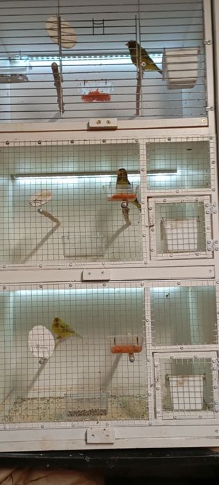 Na sprzedaż kanarki Zielone